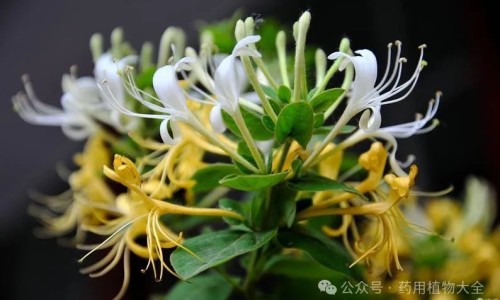广金钱草功效归经-广金钱草功效网广金钱草功效归经知识网站,分享广金钱草功效与作用与主治大全