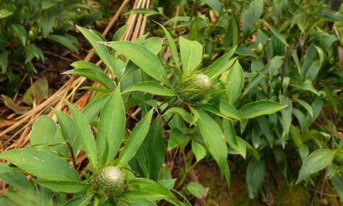 广金钱草功效网广金钱草功效归经知识网站,分享广金钱草功效与作用与主治大全